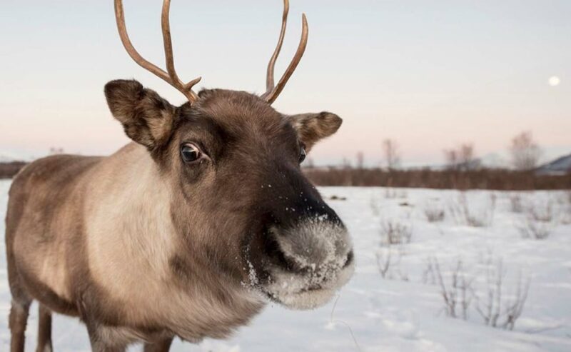 Tromsø: Arctic Sightseeing Tour & Citizen Science Project - Customer Reviews