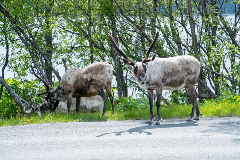 Tromsø: Artic Fjord tour - Practical Details and What You Should Know