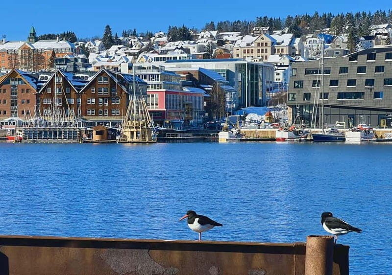 Tromsø: Evening City Walking Tour with Arctic Stories - Who Is This Tour Best For?