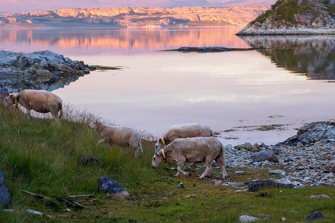 Tromsø: Exclusive Fjord Adventure by Bus - Value for Money