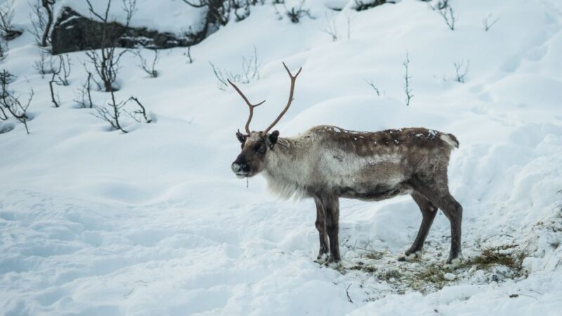 Tromsø: Exclusive Fjord Adventure by Bus - Key Points