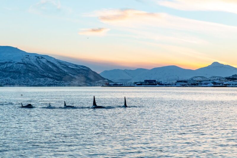 Tromsø: Fjord & History Cruise - Pricing and Duration