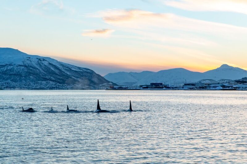 Tromsø: Fjord History Cruise with Snack and Drinks - Who Would Love This Cruise?