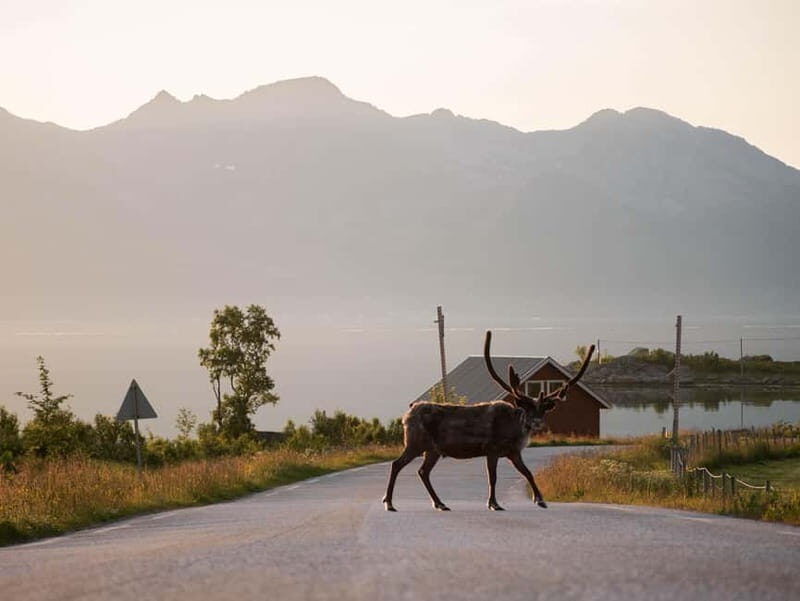 Tromsø: Fjord Tour and Visit to Sommarøy with Expert Tour Guide in Italian - Who Is This Tour Best For?