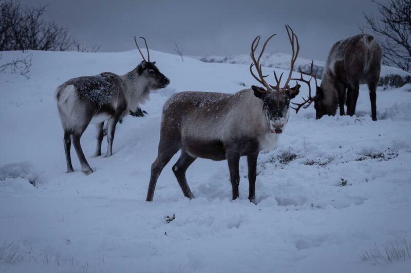 Tromsø: Fjords & Beaches Tour with campfire and photos - What Makes This Tour Stand Out?