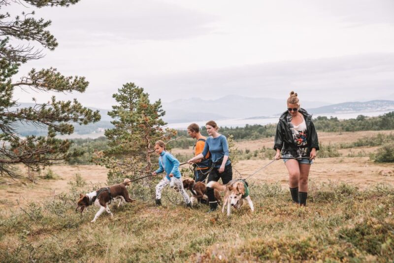 Tromsø: Husky Hike and Puppy Visit With Traditional Lunch - Whats Included in the Tour