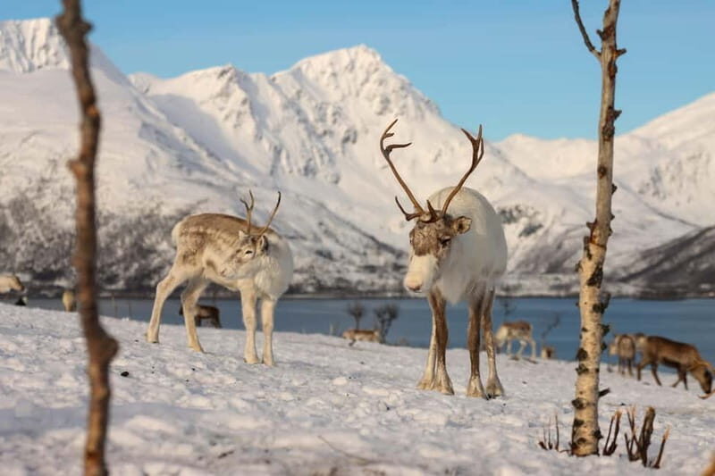 Tromsø: Kvaløya and Sommarøy Guided Tour with Lunch - Who Should Consider This Tour?