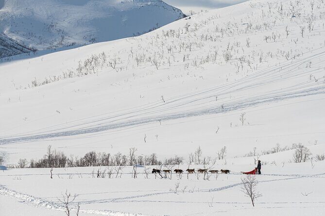 Tromsø: Kvaløya & Sommarøy Guided Tour - Final Thoughts