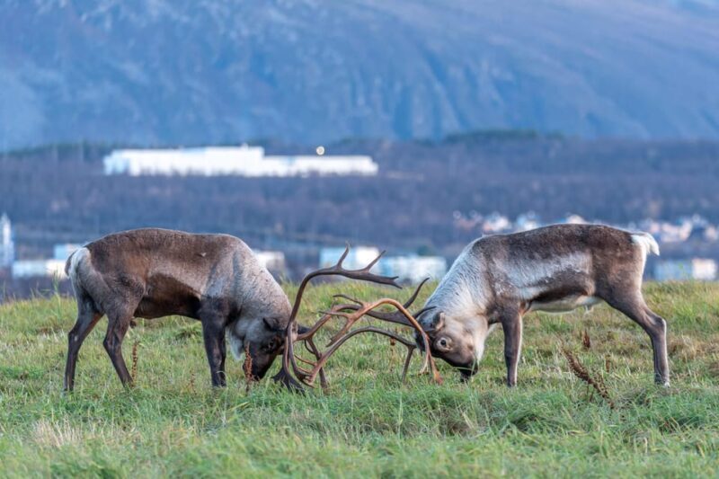 Tromsø: Kvaløya & Sommarøy Guided Tour - The Experience in Detail