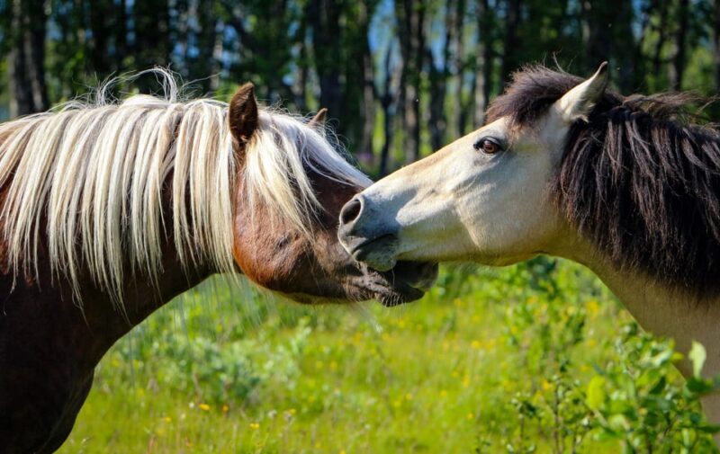 Tromsø: Lyngen Horse Summer Evening Riding Experience - Overview and Expectations