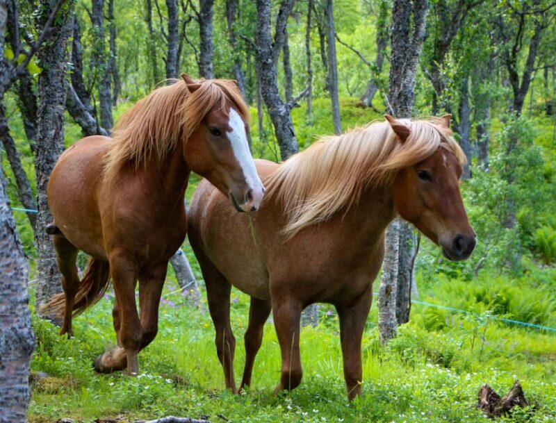 Tromsø: Lyngen Horse Summer Evening Riding Experience - Scenic Views and Photo Opportunities