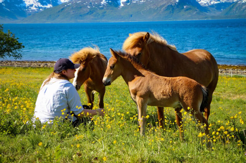 Tromsø: Lyngen Horse Summer Evening Riding Experience - Caring for the Horses and Authentic Norwegian Flatbread