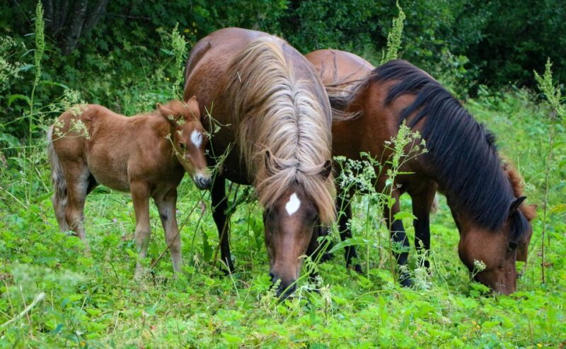 Tromsø: Lyngen Horse Summer Evening Riding Experience - Practical Considerations