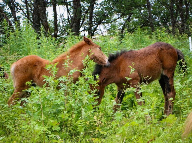 Tromsø: Lyngen Horse Summer Evening Riding Experience - What Past Participants Say