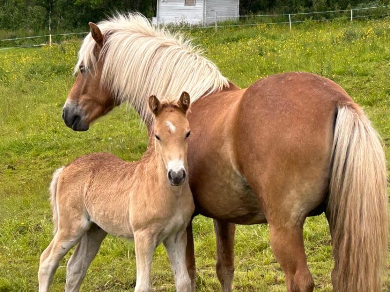 Tromsø: Lyngen Horse Summer Riding Experience - Key Points