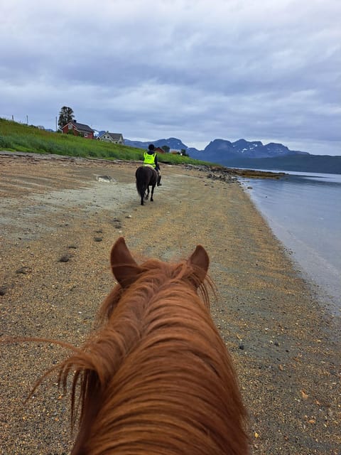 Tromsø: Lyngen Horse Summer Riding Experience - An In-Depth Look at the Tour