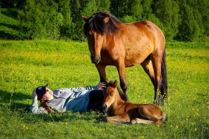 Tromsø: Lyngen Horse Summer Riding Experience - FAQs
