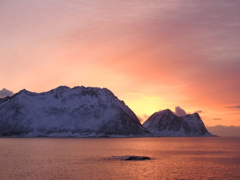 Tromsø: Midnight Sightseeing Cruise All-inclusive - Key Points