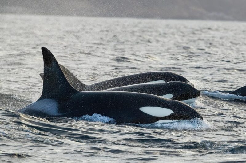 Tromsø: Orca and Whale Watching comfort heated boat Trip - Who Should Consider This Tour?