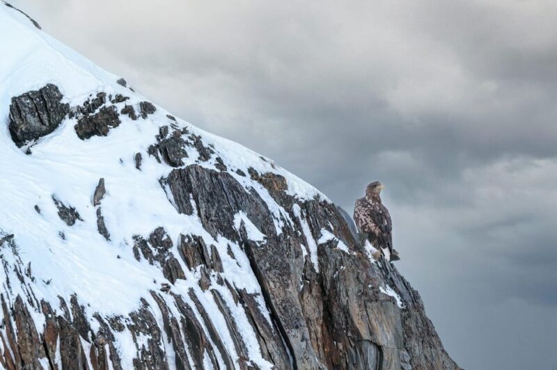 Tromsø: Orca and Whale Watching comfort heated boat Trip - FAQs