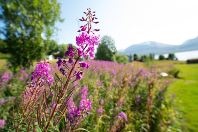 Tromsø: Private Arctic Fjords and Sommarøy Scenic Day Trip - Important Preparation Tips