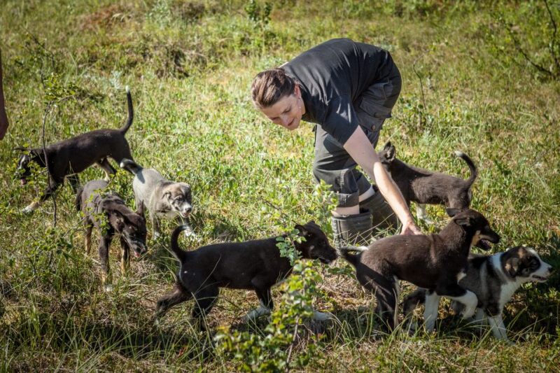 Tromsø: Puppy Training at the Husky Kennel With Lunch - Good To Know