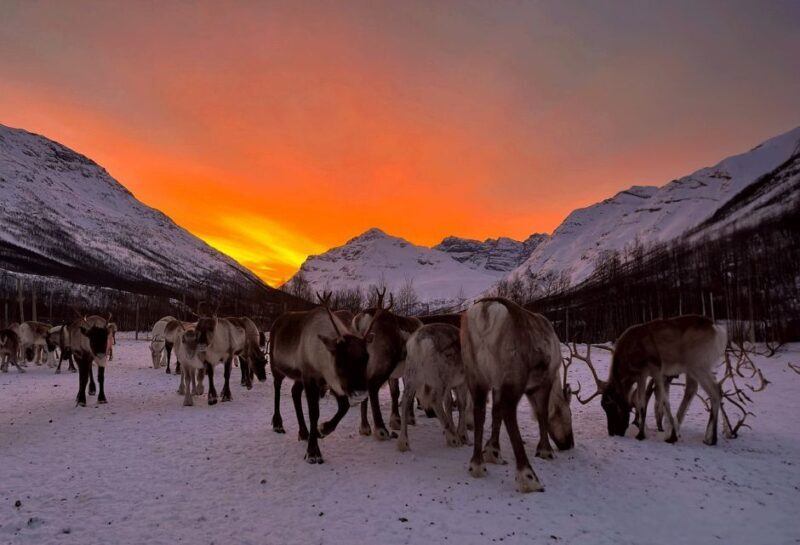 Tromsø: Reindeer Experience at a Sami Camp - Who Will Love This Tour?