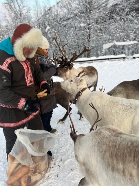 Tromsø: Reindeer Experience at a Sami Camp - FAQ