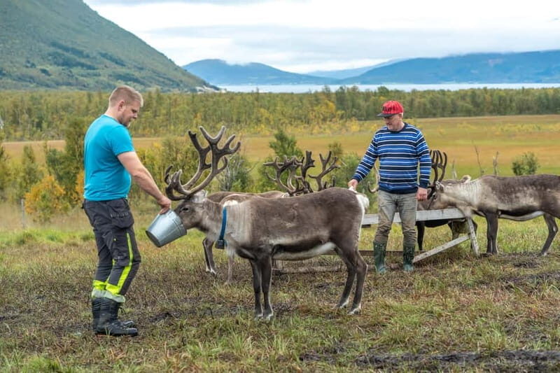 Tromsø: Reindeer Feeding and Sami Culture Tour with Lunch - A detailed look at the tour experience