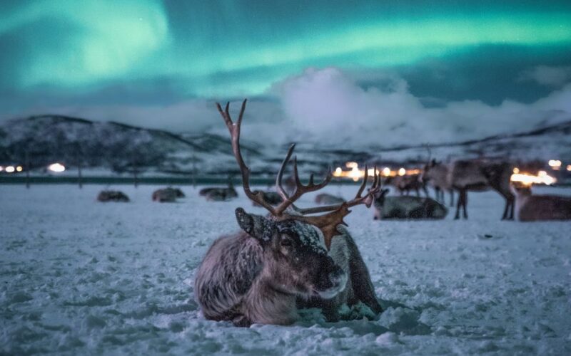 Tromsø: Reindeer Feeding With Chance of Northern Lights - Traditional Sami Dinner