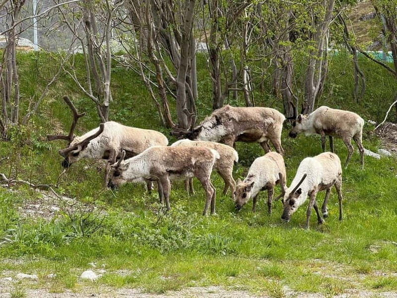 Tromsø: Scenic Fjords & Islands Roadtrip with guide & snacks - Analyzing the Value