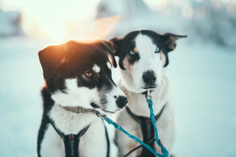 Tromsø: Self-Drive Husky Dog Sledding Adventure - A Detailed Look at the Experience