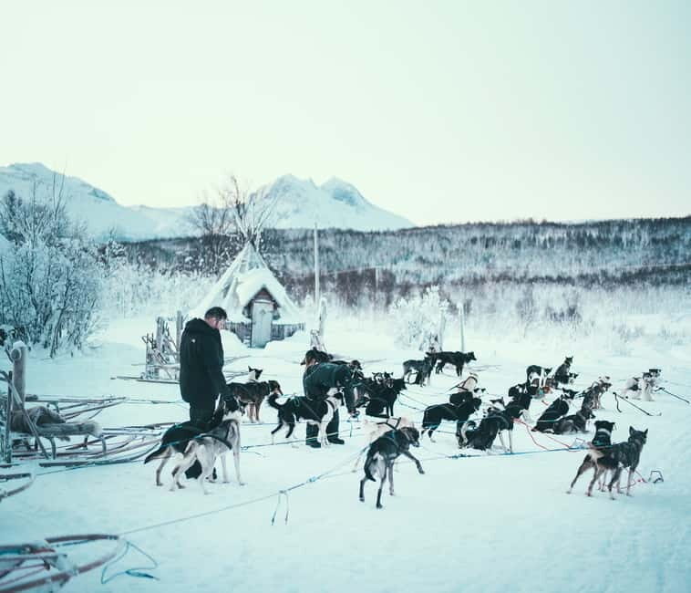Tromsø: Self-Drive Husky Dog Sledding Adventure - The Sum Up: Worth the Experience