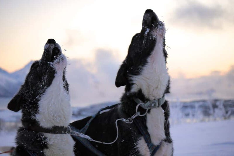 Tromsø: Self-Drive Husky Dog Sledding Adventure - FAQ