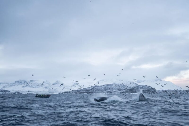 Tromsø: Skjervøy RIB Whale Watching Tour - Itinerary Details