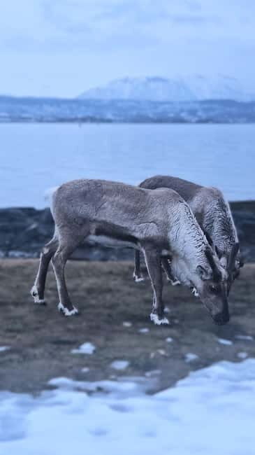Tromsø: Sommarøy Islands, Kvaløya and Fjords Tour with lunch - An In-Depth Look at the Tromsø Fjords and Islands Tour