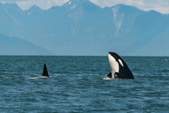 Tromsø Whale Safari With MS Gabriele - Booking and Pricing