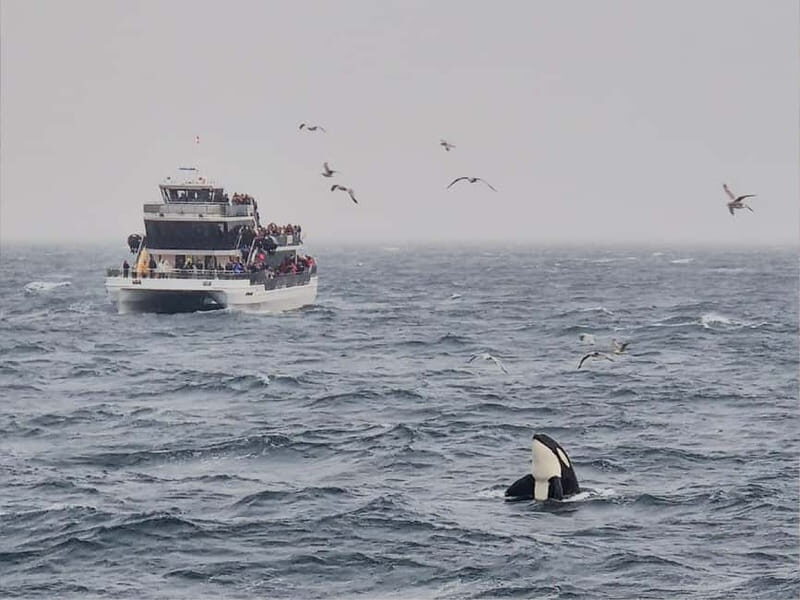 Tromsø: Whale Watching on hybrid boat with scenic bustrip - An In-Depth Look at the Tromsø Whale Watching Tour