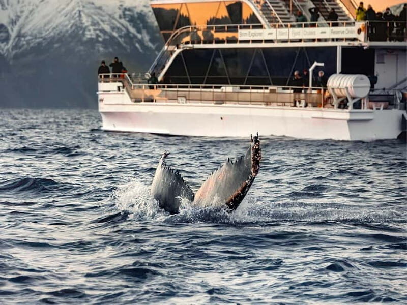 Tromsø: Whale Watching Tour by Hybrid-Electric Boat - Key Points