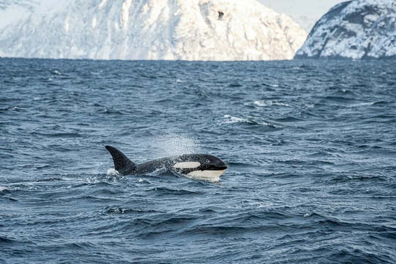 Tromsø: Whale Watching Tour by Hybrid-Electric Boat - The Highlight: Watching Whales in Their Natural Habitat