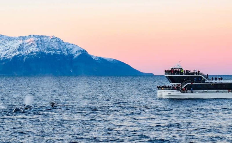 Tromsø: Whale Watching Tour by Hybrid-Electric Boat - Duration and Practical Details