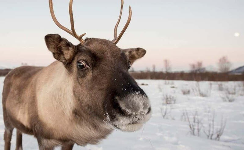 Tromsø: Winter Fjord Road Trip - The Arctic Picnic: A Delicious Break
