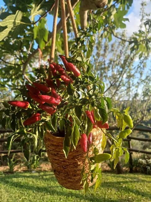 Tropea: Calabrian Cooking Class with Lunch - A Practical Guide to the Calabrian Cooking Class Near Tropea
