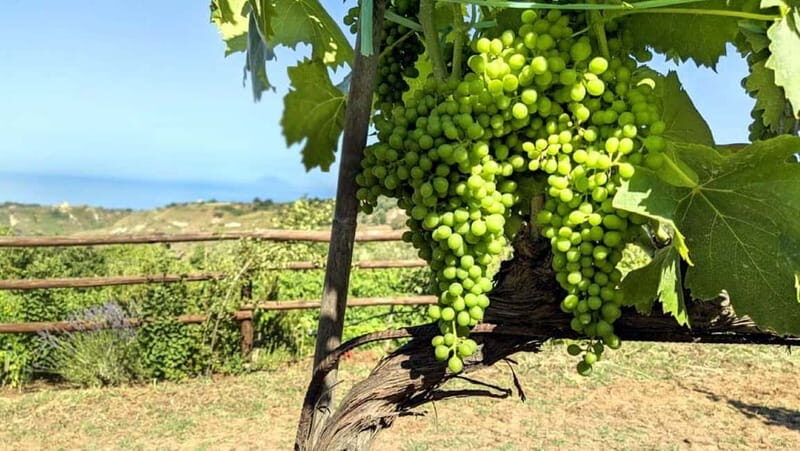 Tropea: Calabrian Cooking Class with Lunch - The Sum Up