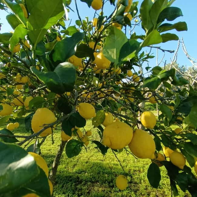 Tropea: Lemon Experience with Limoncello Making - FAQ