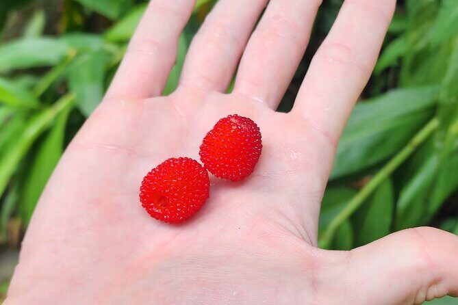 Tropical Rainforest Wonders Full Day Experience from San Juan - Summary: The Big Picture