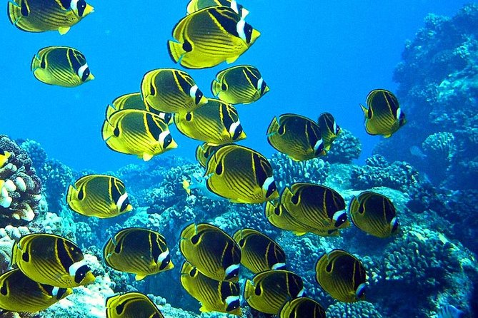 Tropical Reef & Wildlife Boat Snorkel Adventure - Good To Know