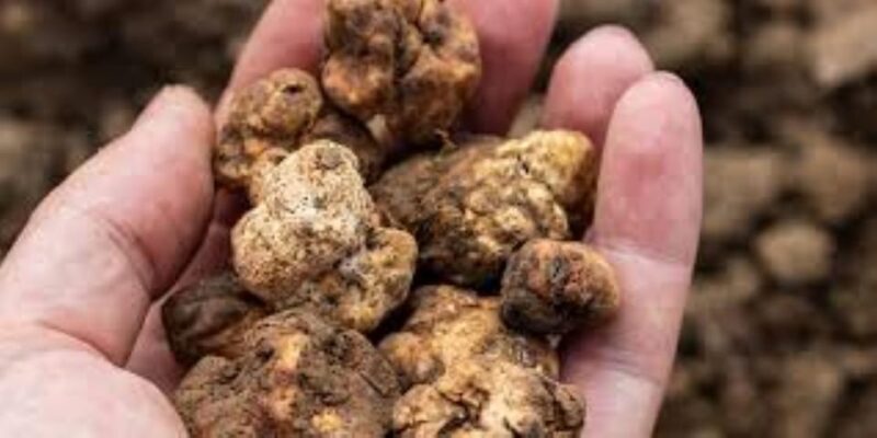 Truffle experience from Naples and Salerno - What Makes This Tour Special?