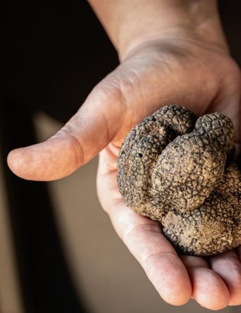Truffle experience from Naples and Salerno - The Sum Up