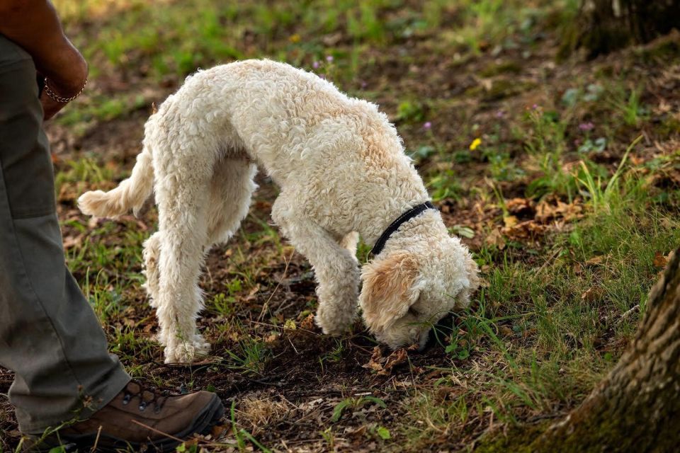 Truffle Experience & Wine Brunch in the Cellar - Inclusions